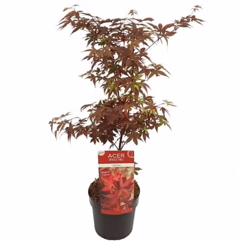 Thompson & Morgan Acer Palmatum Little Red Hardy Japanese Maple, 3 Litre Potted Plant