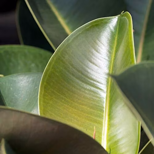 Thompson and Morgan Ficus elastica Robusta Indoor Evergreen Plant, 3 x 12cm – 3