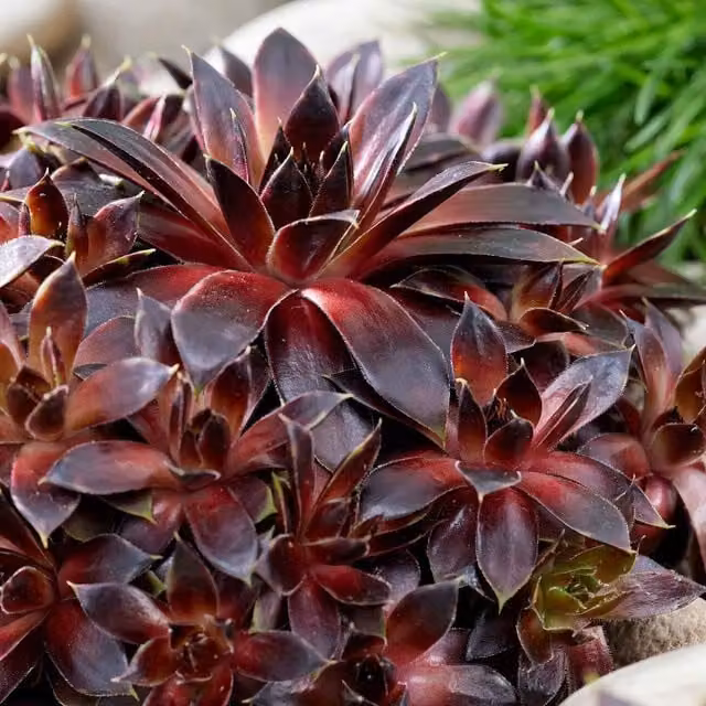 Marshalls Garden Sempervivum Coconut Crystal Hardy Evergreen Perennial Succulent, Pack of 3, 9cm Pots