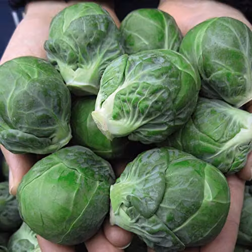 Thompson and Morgan Marte F1 Hybrid Non-Bitter Brussels Sprout Seeds, 15 Seeds per Packet
