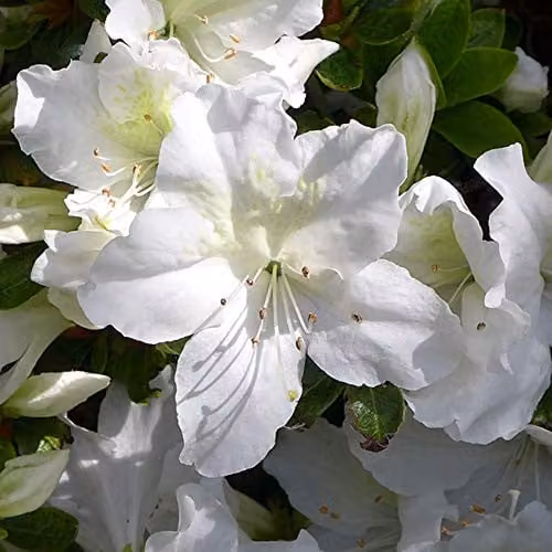 Thompson & Morgan Hardy Rhododendron Mary Helen Evergreen Flowering Ornamental Shrub, White and Green, 2 x 3 Litre Pots