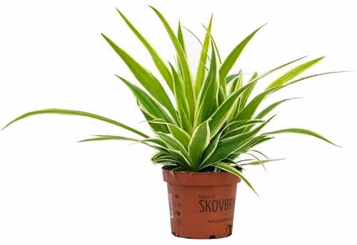 Thompson and Morgan Chlorophytum Comosum Variegatum Spider Plant, Easy to Grow Variegated Green and White Perennial House Plant in 12cm Pot – 1