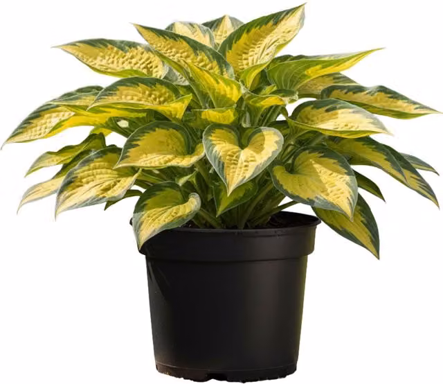 Plants By Post Hosta Pauls Glory Variegated Perennial Shade Plant, 1L, Gold and Blue-Green