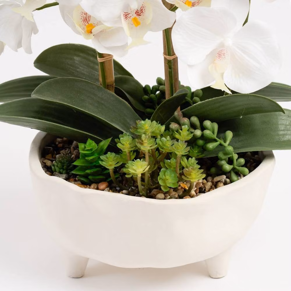 Scottish Everlastings Ltd White Orchid in a Round Footed Concrete Pot, Height: 50 cm – 2