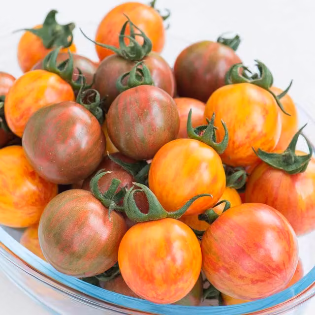 Marshalls Garden Bumble Bee Mix Striped Cherry Tomato Seeds, Multicolour Variety