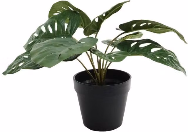 KDMD Monstera Potted Green House Plant, 30 cm