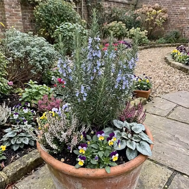 Plants by Post Salvia Potted Outdoor Ornamental Herb in Blue and Green