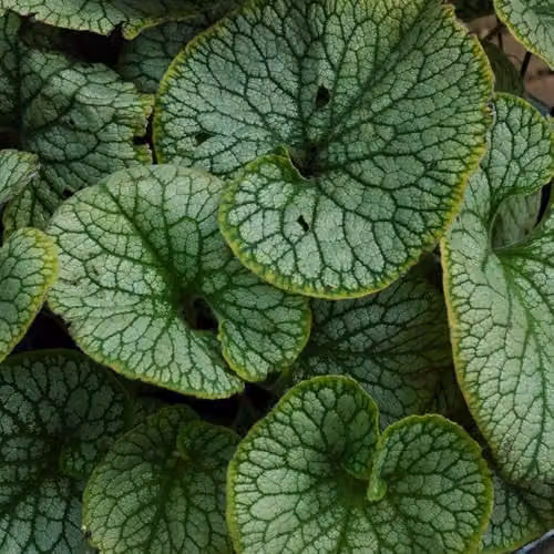 Thompson and Morgan Brunnera macrophylla Jack Frost Hardy Perennial with Silver-White Foliage and Blue Spring Flowers, 3 x 9cm Pots – 2