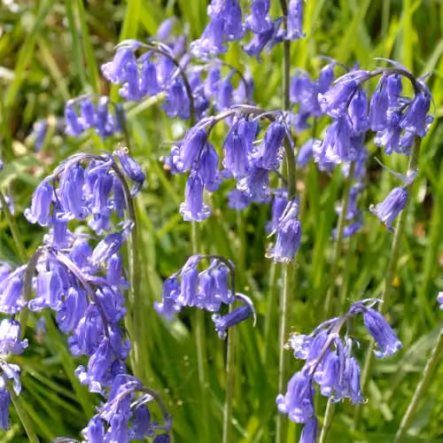 YouGarden English Bluebell Bulbs, 40 Bulbs for Autumn Planting – 1