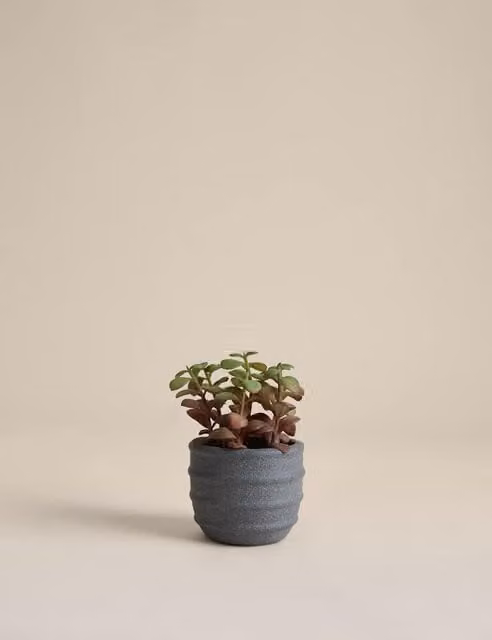 M&S Artificial Mini Succulent in a Round Ridged Concrete Pot, Green and Red