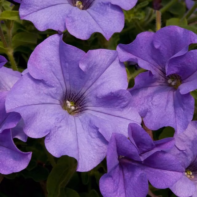 Plants By Post Petunia Surfinia Heavenly Blue Trailing Summer Bedding Plants, Pack of 3, 9cm Pots