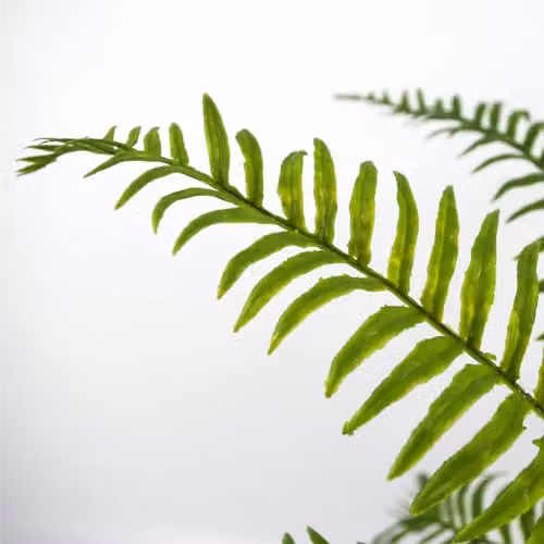 Leaf Design UK Artificial Boston Fronded Fern Plant, Green, Height: 50 cm – 3