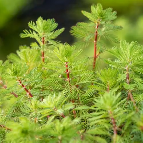 Thompson & Morgan Myriophyllum Rubricaule Red-stemmed Parrot’s Feather Oxygenating Aquatic Plant, 2 x 11cm Baskets – 2