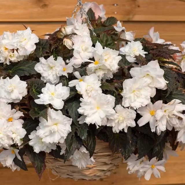 Thompson and Morgan Begonia Nonstop Joy Mocca White Bedding Plants, Pack of 30