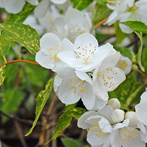 Thompson & Morgan Philadelphus Innocence Hardy Perennial Ornamental Shrub, White and Yellow Flowers, Potted Garden Plant – 2