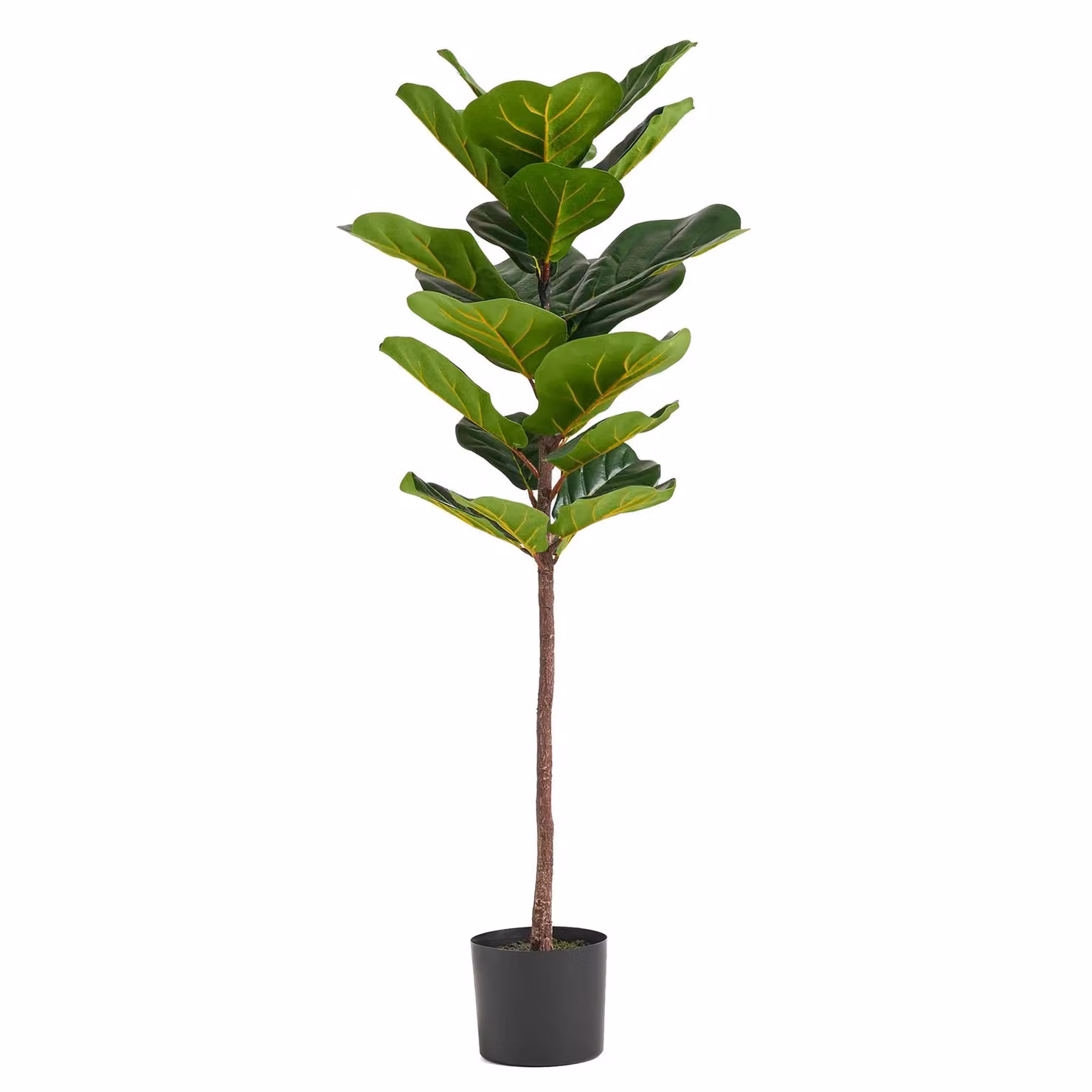 Botanik UK Green Premium Artificial Fiddle Fig Tree, Height: 120 cm – 3