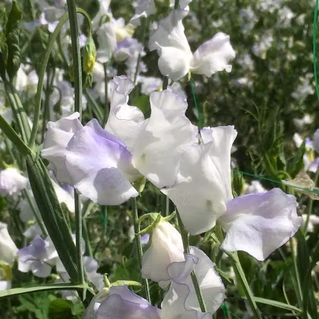 Unwins Platinum Jubilee Spencer Sweet Pea Seeds, Blue and White, 20 Seeds