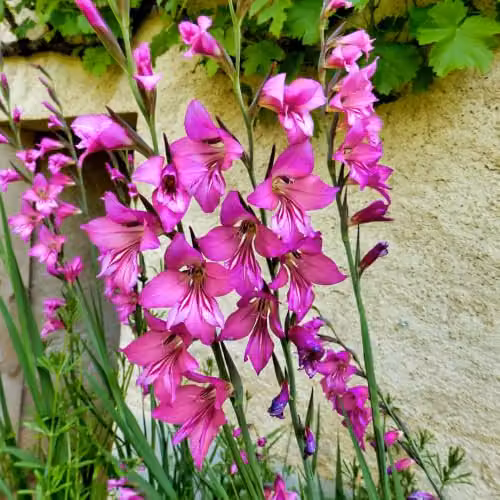 YouGarden Gladiolus byzantinus Spring Flowering Bulbs, Set of 35 Pink and Purple Bulbs – 2