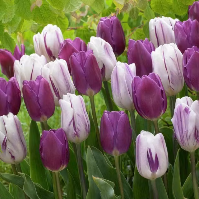 Marshalls Garden Tulip Atlantic Mix Flower Bulbs in Soft Pink, Purple and White