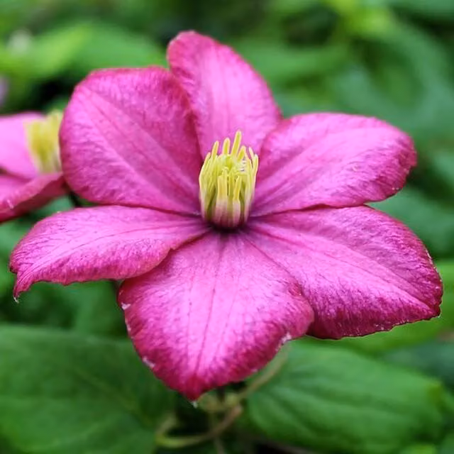 Plant Theory Clematis Ville de Lyon Pink Flowering Climbing Plant in a Pot