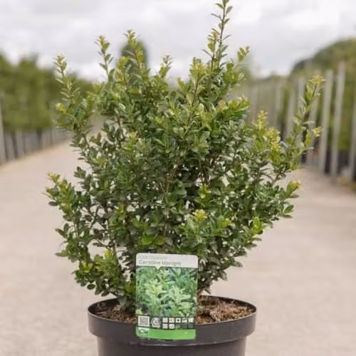 Thompson and Morgan Ilex crenata Caroline Upright Japanese Holly Shrub, Green, 3 Litre Pot – 1