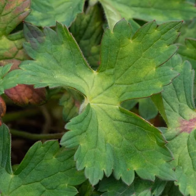 Marshalls Garden Geranium Kelly-Anne Perennial Pink, White and Green