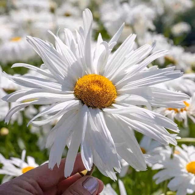 Marshalls Garden Leucanthemum Crazy Daisy Frilly Shasta Daisy White Hardy Perennial 9cm Pot