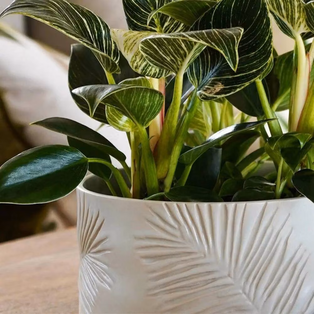 Lemon Pavilion Furniture and Decor Kew Sago Palm Bowl, White Ceramic, W: 24 cm, D: 24 cm, H: 14 cm – 3