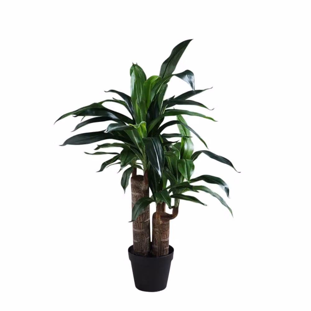 Scottish Everlastings Ltd 80 cm Double Stem Green Yucca Tabletop Tree – 2