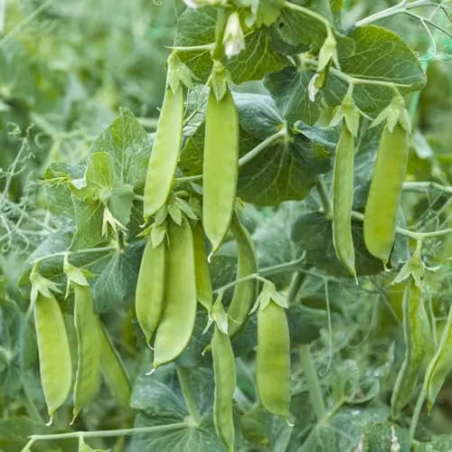 Thompson & Morgan Snow Max Pea (Mangetout) Sweet and Crunchy Vegetable Seeds