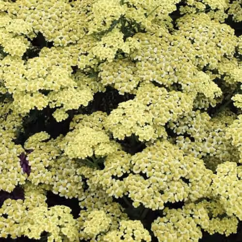 Thompson & Morgan Achillea Summer Fruits Lemon Hardy Perennial, 3 Litre Potted Plant with Yellow Flowers