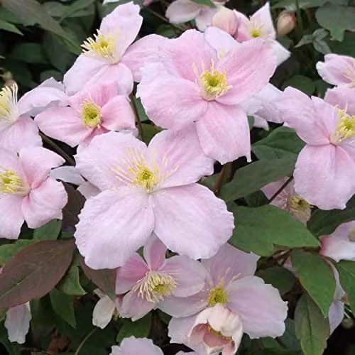 Thompson & Morgan Clematis Montana Mayleen Pink Fragrant Perennial Climber, 2 x 7cm Potted Plants – 1