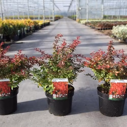 Thompson & Morgan Berberis thunbergii Coral Dwarf Ornamental Shrub with Orange, Red and Gold Foliage, 10 Litre Pot – 2