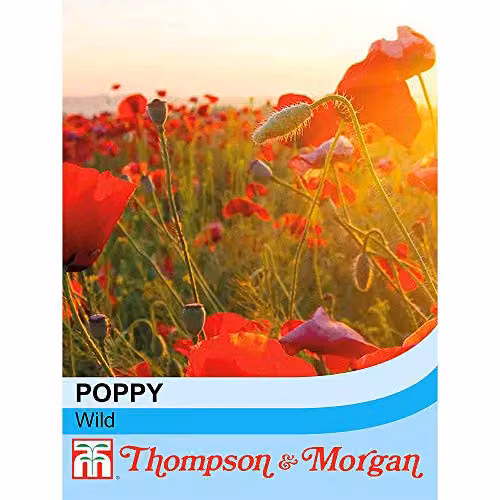 Thompson and Morgan Wild Poppy Paver Rhoeas Hardy Annual Red Flower Seeds, 2000 Seeds – 2