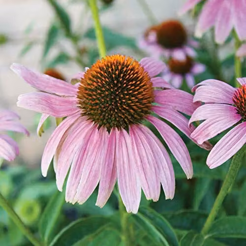 Thompson and Morgan Echinacea Magnus Hardy Perennial Flowering Bushy Garden Plant, 9cm Pot – 2