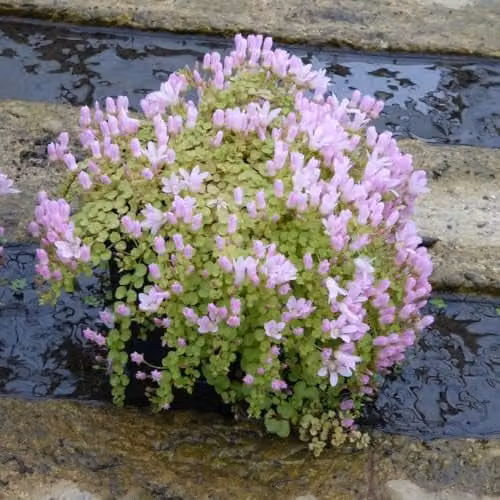 Thompson & Morgan Anagallis tenella Bog Pimpernel Pink Aquatic Plants, 3 x 1L Pots – 1