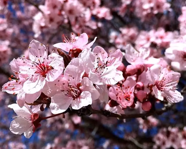 Directplants Prunus Cerasifera Ornamental Cherry Tree, Green and Pink, Height: 182.88 cm, 12 Litre Pot