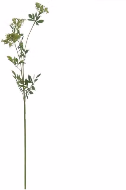 Hill Interiors Faux Ammi Floral Decoration in Green