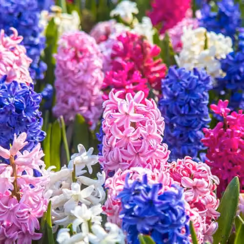 YouGarden Mixed Hyacinth Bulbs, 20 Multicolour Bulbs for Autumn Planting – 2