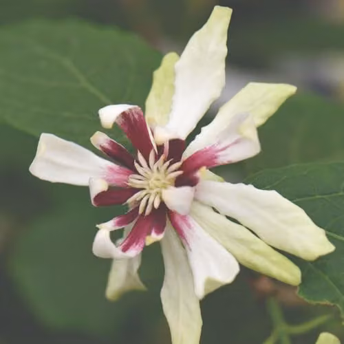 Thompson & Morgan Calycanthus floridus Venus Ornamental Shrub in a 25 Litre Pot