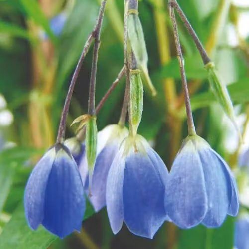 Thompson and Morgan Sollya heterophylla Bluebell Creeper, Blue Summer Flowering Evergreen Climbing Shrub, 9cm Pot