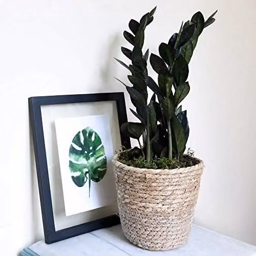 Thompson and Morgan Zamioculcas Raven Black Easy to Grow Perennial Indoor Houseplant in a 14cm Pot