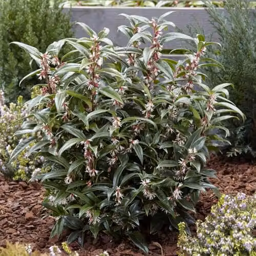Thompson & Morgan Sarcococca hookeriana Winter Gem Fragrant Evergreen Sweet Box Ornamental Shrub, 3 Litre Potted Plant – 2