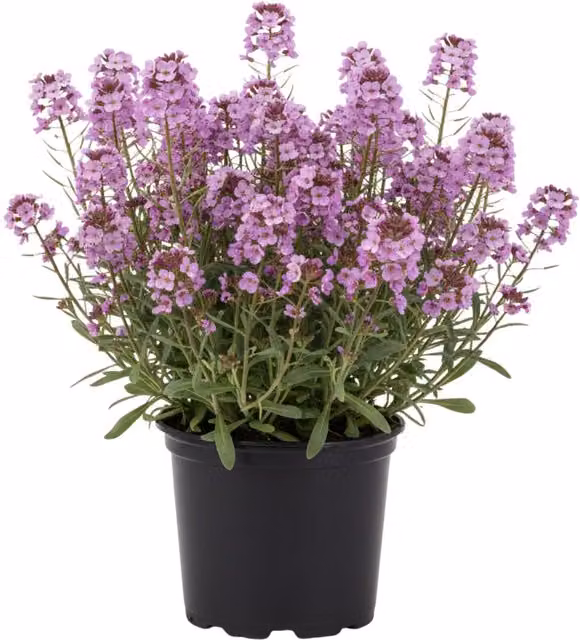 Plants By Post Erysimum Bowles Mauve Purple Wallflower Perennial, 1L