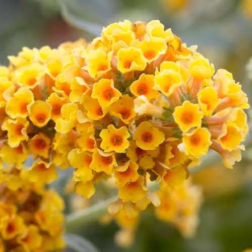 YouGarden Buddleia weyeriana Sungold Butterfly Bush, Yellow Ornamental Shrub in a 2L Pot – 1