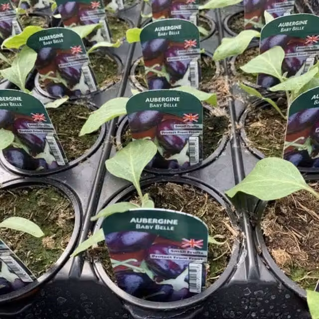 Plants by Post Aubergine Baby Belle Potted Plants, 3 Pack, Dark Purple Fruit