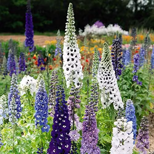 Thompson & Morgan Delphinium Magic Fountains Mixed Hardy Perennial Compact Dwarf Variety, 24 Garden Ready Plants in White, Lilac and Blue – 1