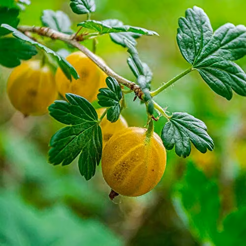 Thompson & Morgan Hinnonmaki Yellow Gooseberry Bare Root Plant – 2