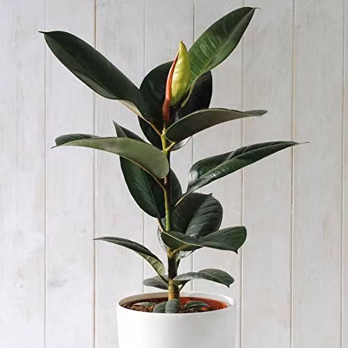 Thompson and Morgan Ficus elastica Robusta Indoor Evergreen Plant, 3 x 12cm – 1