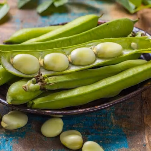 Thompson & Morgan Vroma Broad Bean Seeds, 50 Seeds per Packet